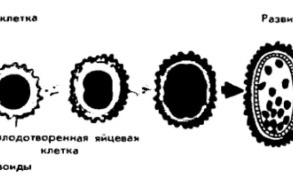 Кракен сайт krakens13 at