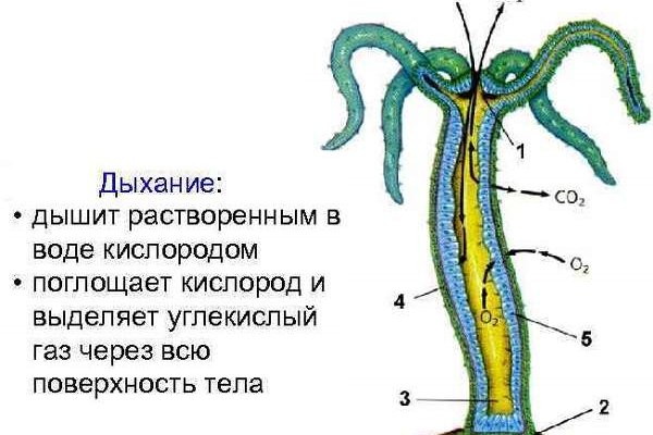 Кракен сообщество